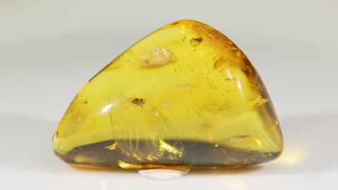 Langbeinfliege im Bernstein