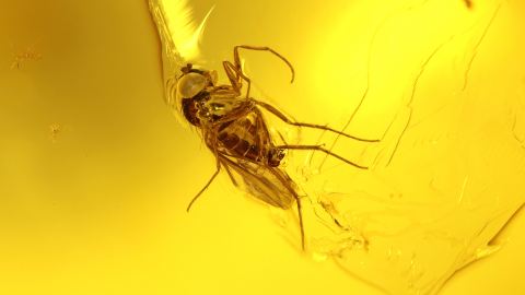 Fliege als Einschluss