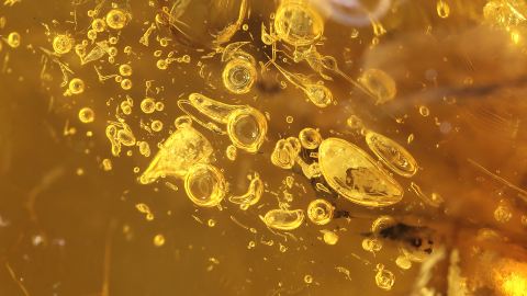 Bläschen Bernstein Inkluse, Bernsteinsäure