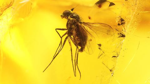 Langbeinfliege als Bernstein Einschluss
