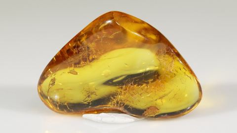 Langbeinfliege im Bernstein