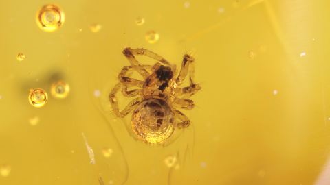 Bernstein Inkluse, Spinne