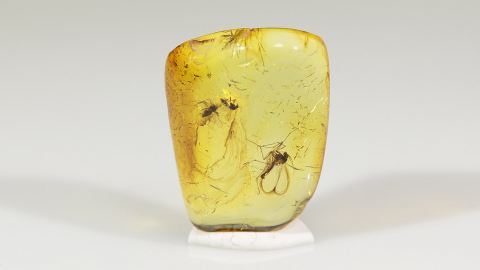 Pilzmücke als Einschluss