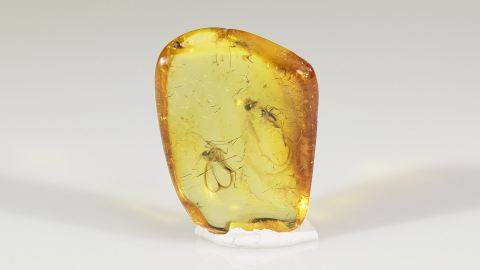 Pilzmücke als Bernstein Inkluse