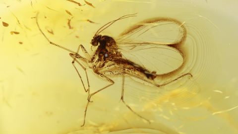 Mücken als Bernstein Inklusen