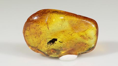 Bernstein Inkluse, Fliege