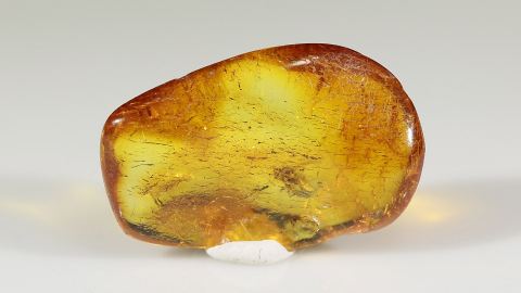 Langbeinfliege im Bernstein