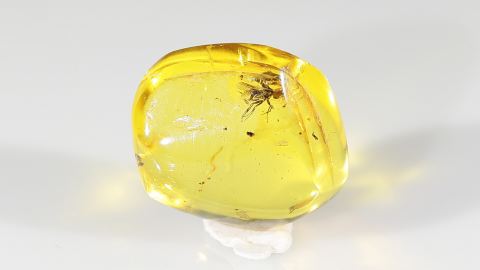 Langbeinfliege im Bernstein