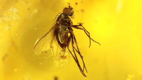 Fliege als Einschluss