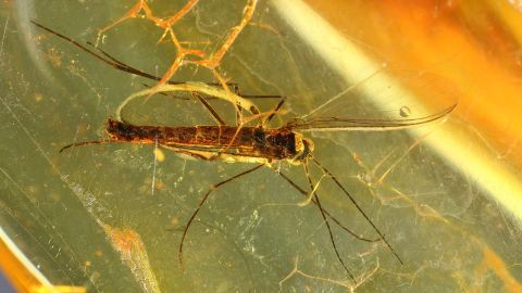 Trauermücke als Bernstein Inkluse