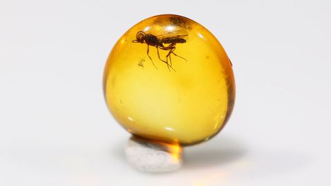 kleine Wespe als Bernstein Einschluss