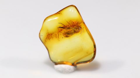 Langbeinfliege als Bernstein Inkluse