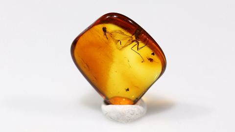 Mücken im Bernstein