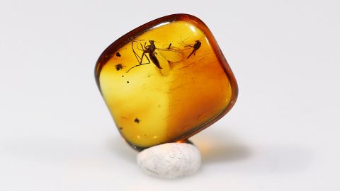 Bernstein Inklusen Mücken