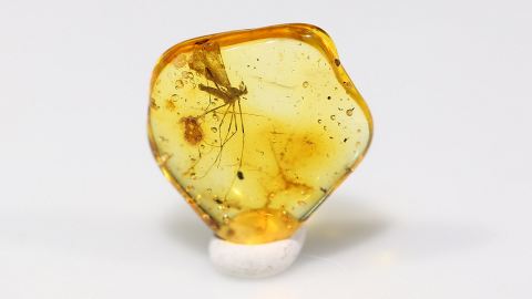 Schnake als Bernstein Einschluss