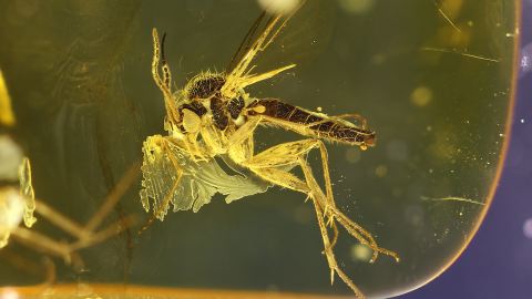 Bernstein Inkluse, Mücke