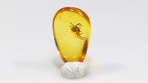 Spinne als Bernstein Einschluss