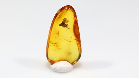 Fliege als Bernstein Einschluss