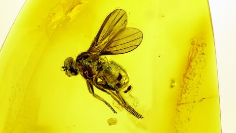 Fliege im Bernstein als Einschluss