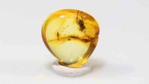 Jungspinne als Bernstein Einschluss