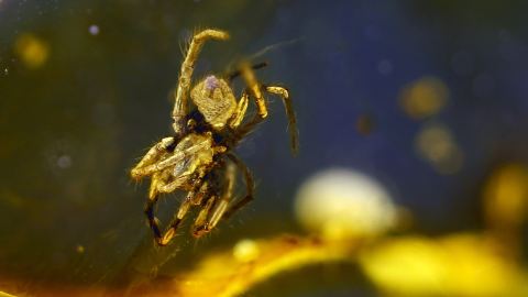 Spinne Bernstein Einschluss