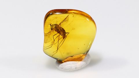 Langbeinfliege als Bernstein Inkluse