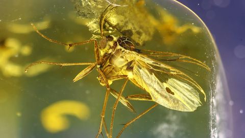 Pilzmücke als Einschluss im Bernstein