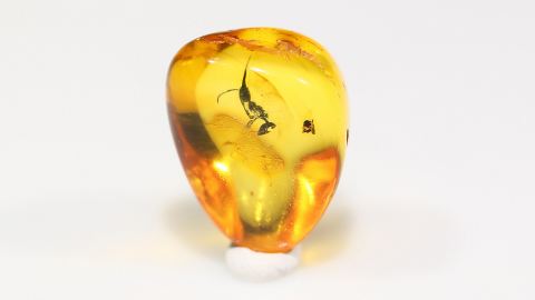 Ameise als Einschluss im Bernstein