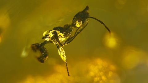 Ameise als Bernstein Inkluse