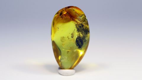 Langbeinfliege als Einschluss