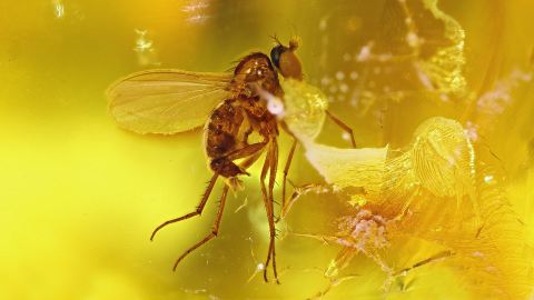Fliege als Bernstein Inkluse