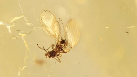 Mücken als Bernstein Inklusen