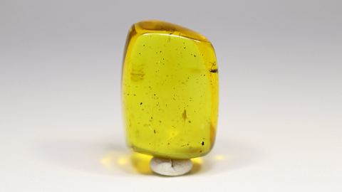 Mücke als Einschluss