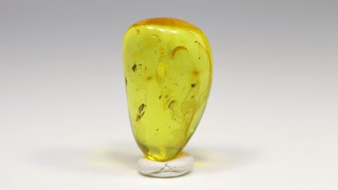 Rennfliege als Einschluss