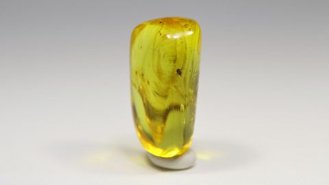 Fliege als Bernstein Inkluse