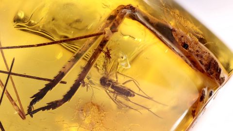 Beine vom großen Insekten im Bernstein