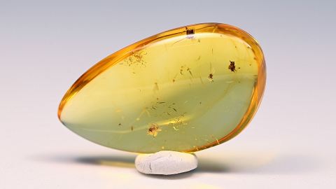 Insekten als Bernstein Inklusen