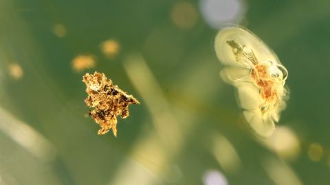 Insekten im Bernstein