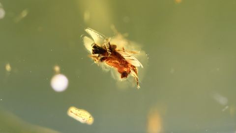 Insekt als Einschluss