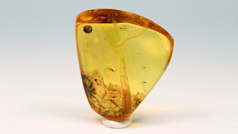 Bernstein Inkluse, pflanzlicher Bernstein Einschluss