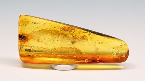 Bläschen, Kopf eines Schmetterlings, Spinne als Bernstein Einschluss