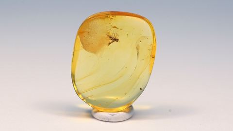 Kleine Wespe als Inkluse