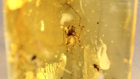 Spinne und kleine Mücke im Bernstein