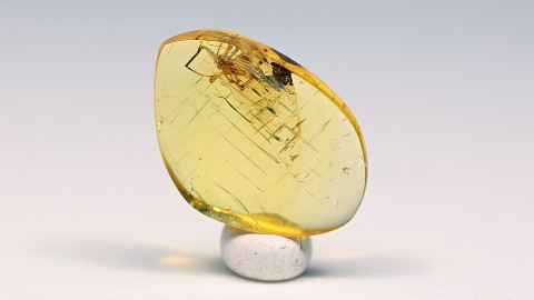 Spinne als Einschluss im Bernstein