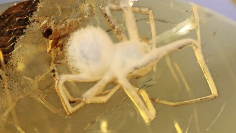 Spinne als Bernstein Inkluse