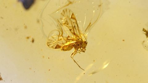 Ein seltener Rindenlaus Bernstein Einschluss