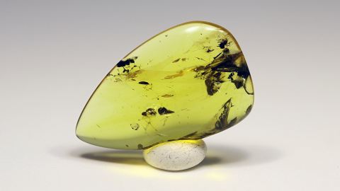 Spinne als Bernstein Einschluss