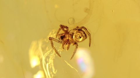 Spinne als Inkluse