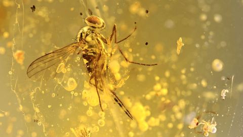 Fliege im Bernstein