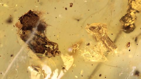 Milben als Bernstein Einschlüsse